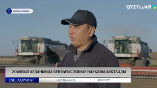  Жамбыл ауданында күнбағыс жинау науқаны аяқталды