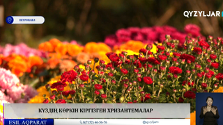 Күздің көркін кіргізген хризантемалар