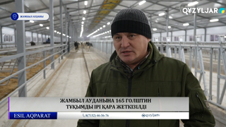 Жамбыл ауданына 165 голштин тұқымды ірі қара жеткізілді