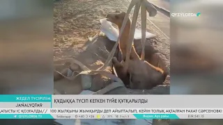 Құдыққа түсіп кеткен түйе құтқарылды