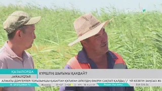 Күріштің шығымы қандай?