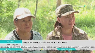 Тұзды топырақта жайқалған жасыл желек