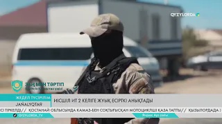 Иісшіл ит 2 келіге жуық есірткі анықтады