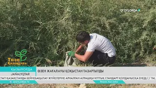 Өзен жағалауы қоқыстан тазартылды