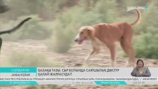 Қазақы тазы: Сыр бойында саятшылық дәстүр қалай жалғасуда?