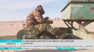 На высохшем дне арала высадили 500 саженцев саксаула