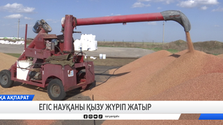 Егіс науқаны қызу жүріп жатыр   