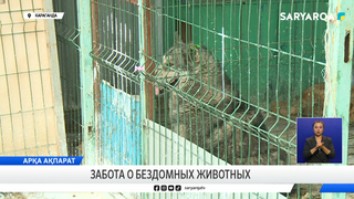 Забота о бездомных животных