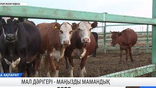 Мал дәрігері - маңызды мамандық