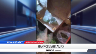 Наркоплантация