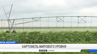 Картофель мирового уровня 