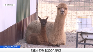 Бэби-бум в зоопарке