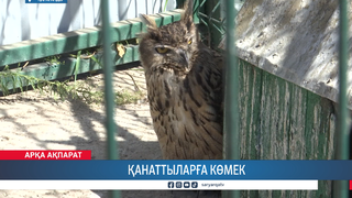 Қанаттыларға көмек 