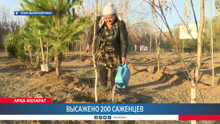 Высажено 200 саженцев