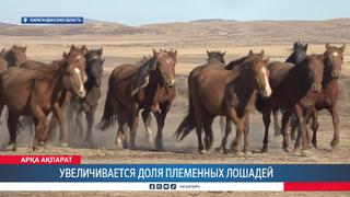 Увеличивается доля племенных лошадей 