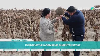 Күнбағысты қалдықсыз өңдейтін зауыт
