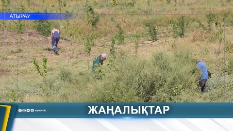 НЕДОСТАТКИ В УХОДЕ ЗА ДЕРЕВЬЯМИ ВЫЯВИЛИ В АТЫРАУ