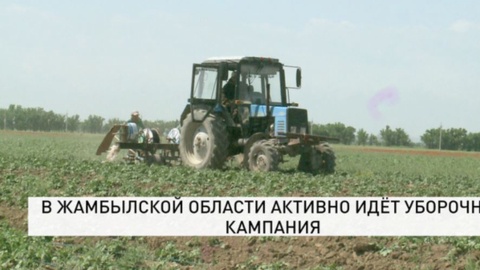 В Жамбылской области активно идёт уборочная кампания