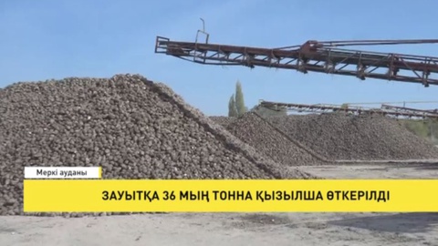 Зауытқа 36 мың тонна қызылша өткерілді