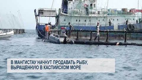 В Мангистау начнут продавать рыбу, выращенную в Каспийском море