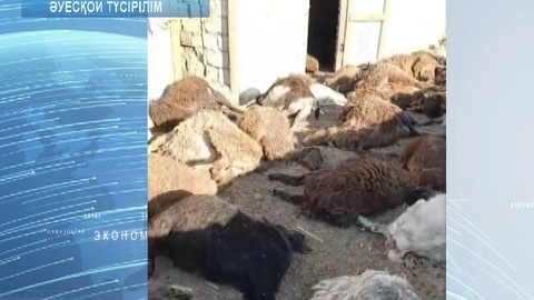 Мал жаппай қырылды   