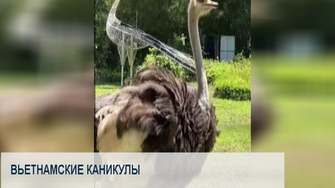Вьетнамские каникулы