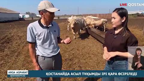 Қостанайда асыл тұқымды ірі қара өсіріледі