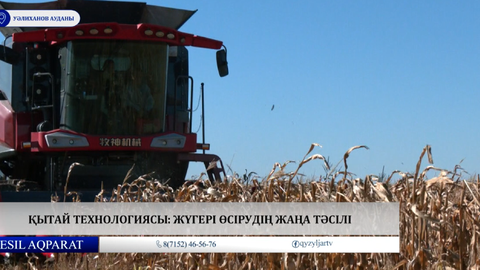 Қытай технологиясы: жүгері өсірудің жаңа тәсілі  