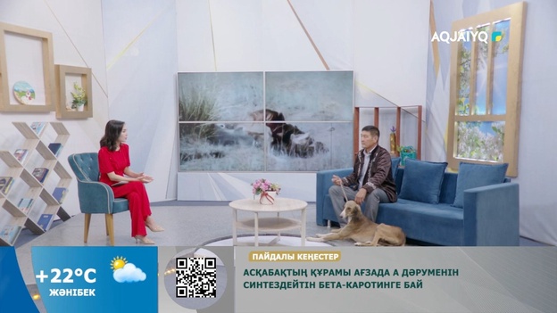 3 Қыркүйек – қазақы тазы күні. Күншуақ (03.09.2026)
