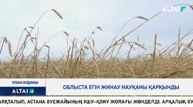 Облыста егін жинау науқаны қарқынды 