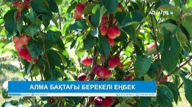 АЛМА БАҚТАҒЫ БЕРЕКЕЛІ ЕҢБЕК