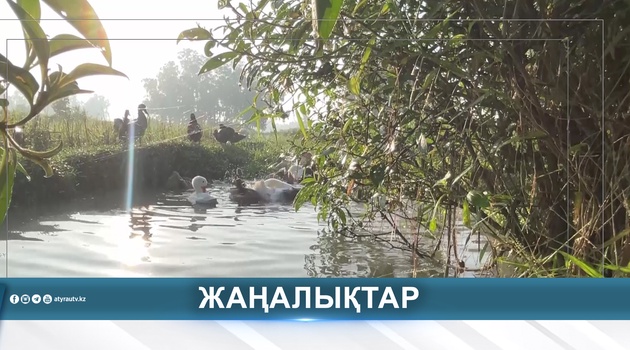 КҮЗГІ АҢШЫЛЫҚ МАУСЫМЫ БАСТАЛДЫ