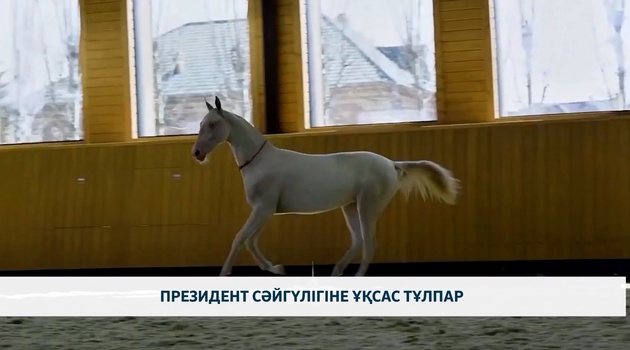 Президент сәйгүлігіне ұқсас тұлпар