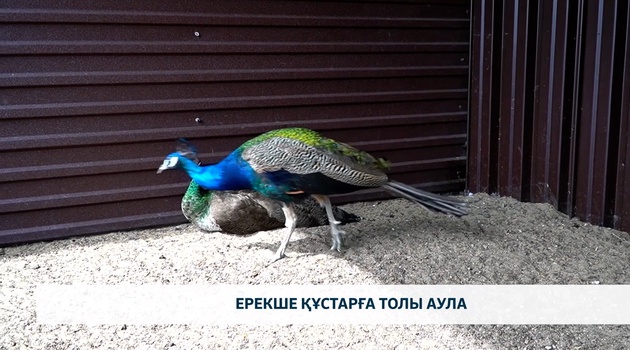 Ерекше құстарға толы аула 