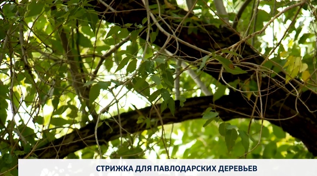 Стрижка для Павлодарских деревьев
