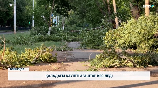 Қаладағы қауіпті ағаштар кесіледі