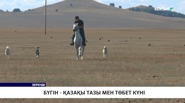 Бүгін - Қазақы тазы мен төбет күні