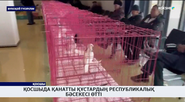 Қосшыда қанатты құстардың республикалық бәсекесі өтті