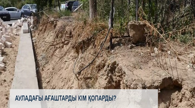 Ауладағы ағаштарды кім қопарды?