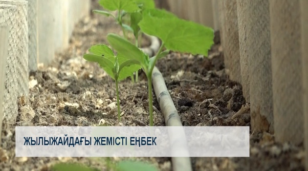 Жылыжайдағы жемісті еңбек 