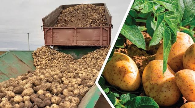 ШАРУАЛАР 80 МЫҢ ТОННАҒА ЖУЫҚ ӨНІМ ЖИНАДЫ