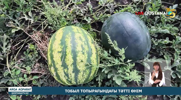 Тобыл топырағындағы тәтті өнім