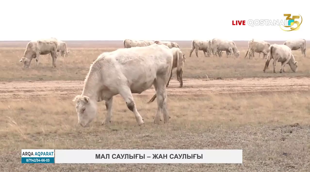 Мал саулығы – жан саулығы