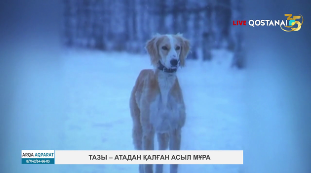 Тазы – атадан қалған асыл мұра.