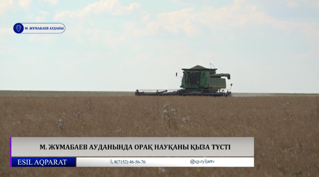 М. Жұмабаев ауданында орақ науқаны қыза түсті 