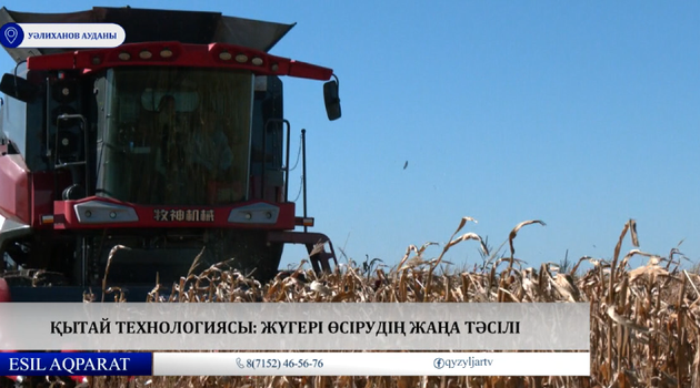 Қытай технологиясы: жүгері өсірудің жаңа тәсілі  
