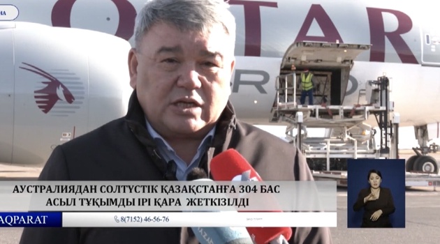Аустралиядан Cолтүстік Қазақстанға 304 бас асыл тұқымды ірі қара  жеткізілді