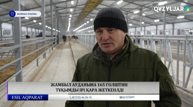 Жамбыл ауданына 165 голштин тұқымды ірі қара жеткізілді