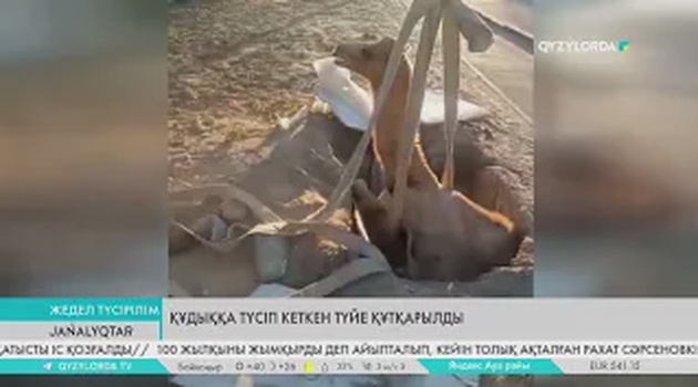 Құдыққа түсіп кеткен түйе құтқарылды