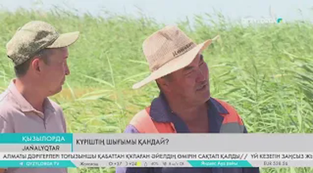 Күріштің шығымы қандай?